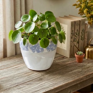 May include: A Pilea peperomioides plant with round, dark green leaves potted in a white ceramic planter featuring a blue, hand-painted floral pattern around the upper rim. The plant sits on a weathered wooden surface next to several vintage books.
