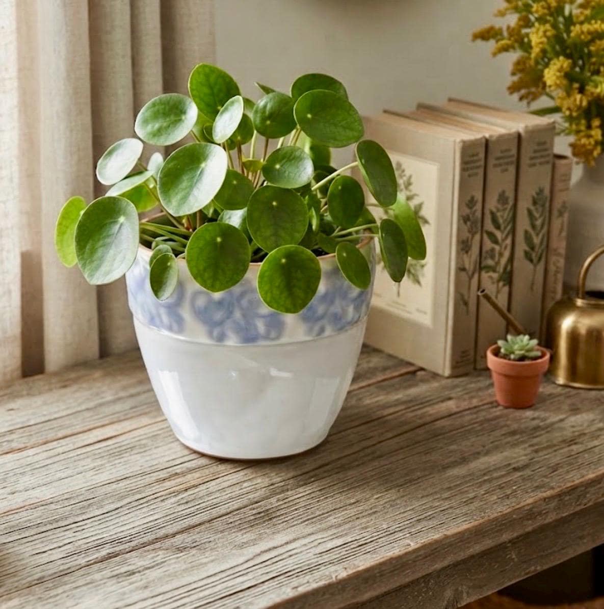 Mid Century Terracotta Planters - Etsy
