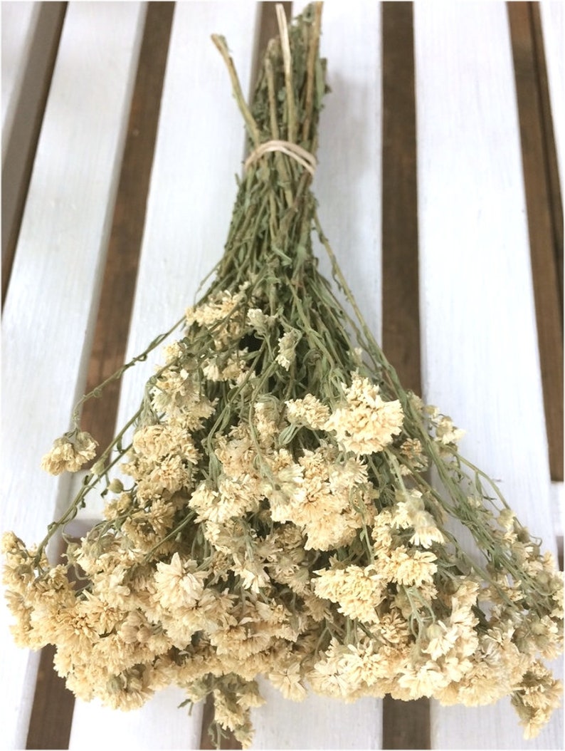 LAST 1 DRIED ACHILLEA Flower Bunch lovely Tiny white flowers on stems Prim flowers Wedding flowers Shabby floral bouquet farmhouse
