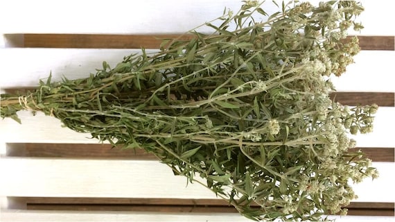 Fleurs Séchées Fragrant Natural Dried Gray Green Mountain Mint Flowers Country Prim Cottage Farmhouse Wedding Flowers Rustic Floral Tl