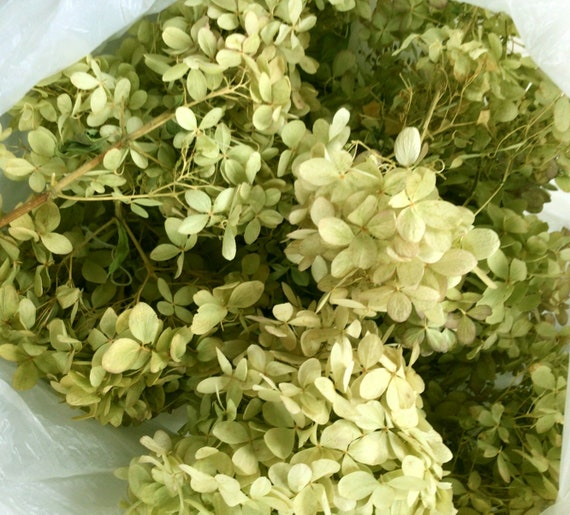 Dried Hydrangea, Natural Green