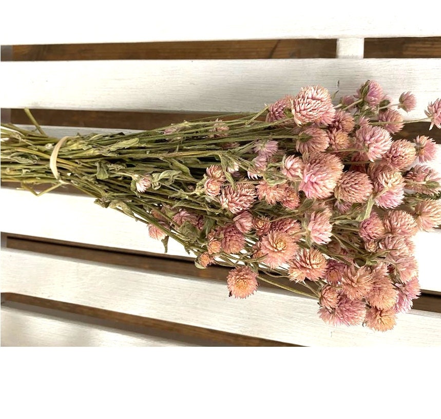 Dried Pale Pink Globe Amaranth Flower Bunch Wedding Flowers