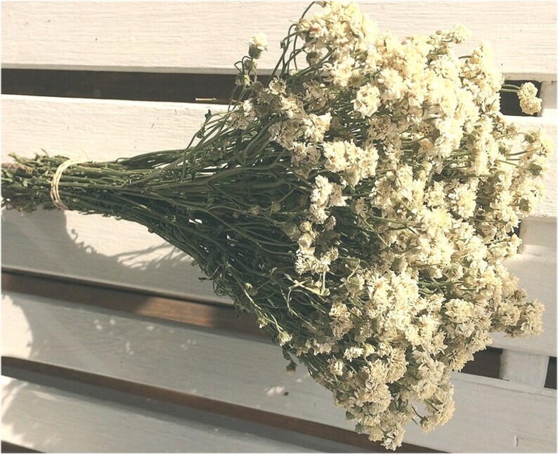 LAST 1 DRIED ACHILLEA Flower Bunch lovely Tiny white flowers on stems Prim flowers Wedding flowers Shabby floral bouquet farmhouse