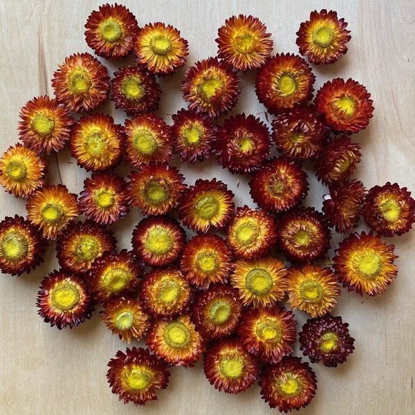 Fully Open DRIED Flower Bunch Dried Strawflower heads Orange Fall Helichrysum Rustic Decor, Farmhouse flower crafting floral Straw Flower