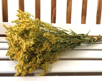 Dried Flowers, Goldenrod Flower Bunch Gold Yellow Solidago  Rustic Farmhouse flowers Wedding Country filler Natural Dried Flower Bouquet