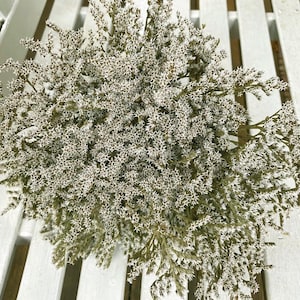 May include: A bunch of dried white and green flowers with a star-shaped bloom. The flowers are arranged in a bouquet and are ready to be used in a craft project or floral arrangement.
