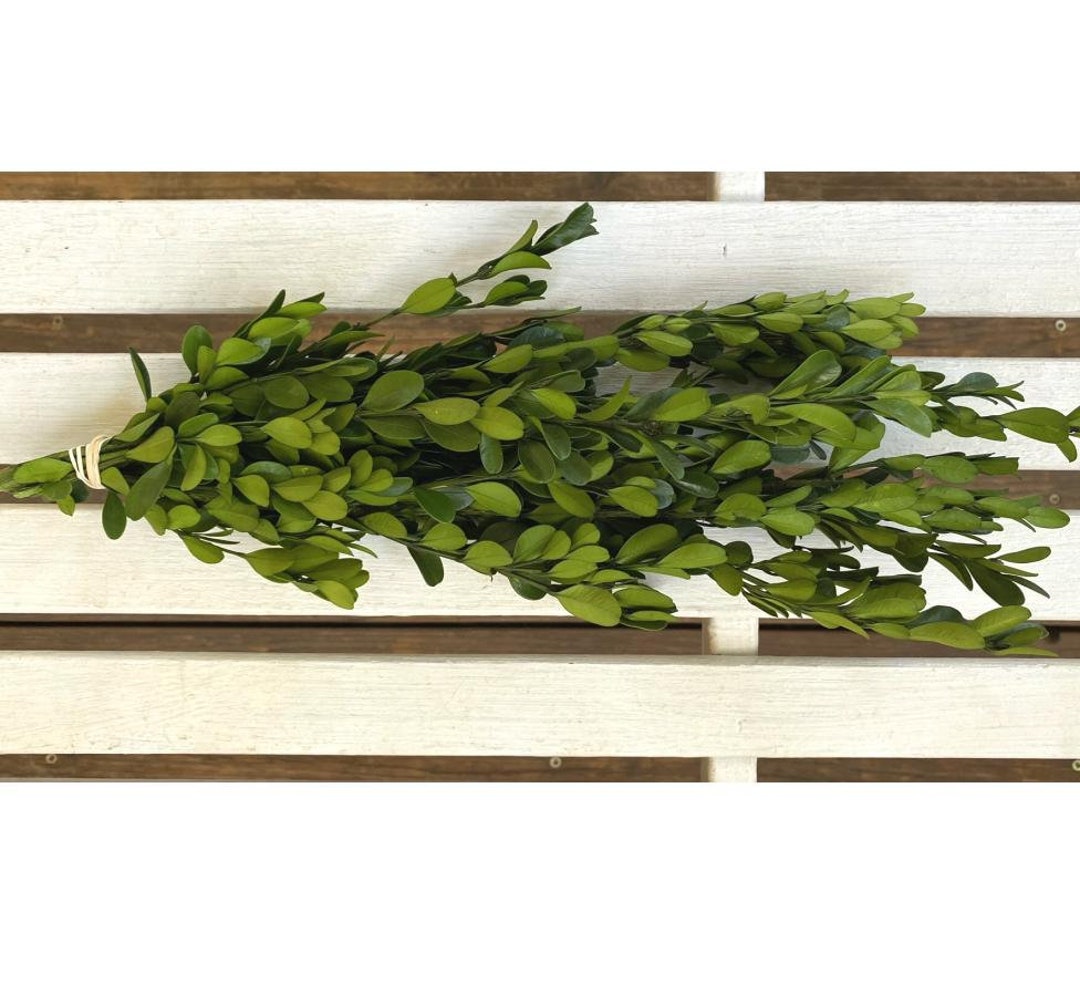 Preserved Green Boxwood Bunch Farmhouse Flowers Wedding Country Flowers Filler Natural Flower ...