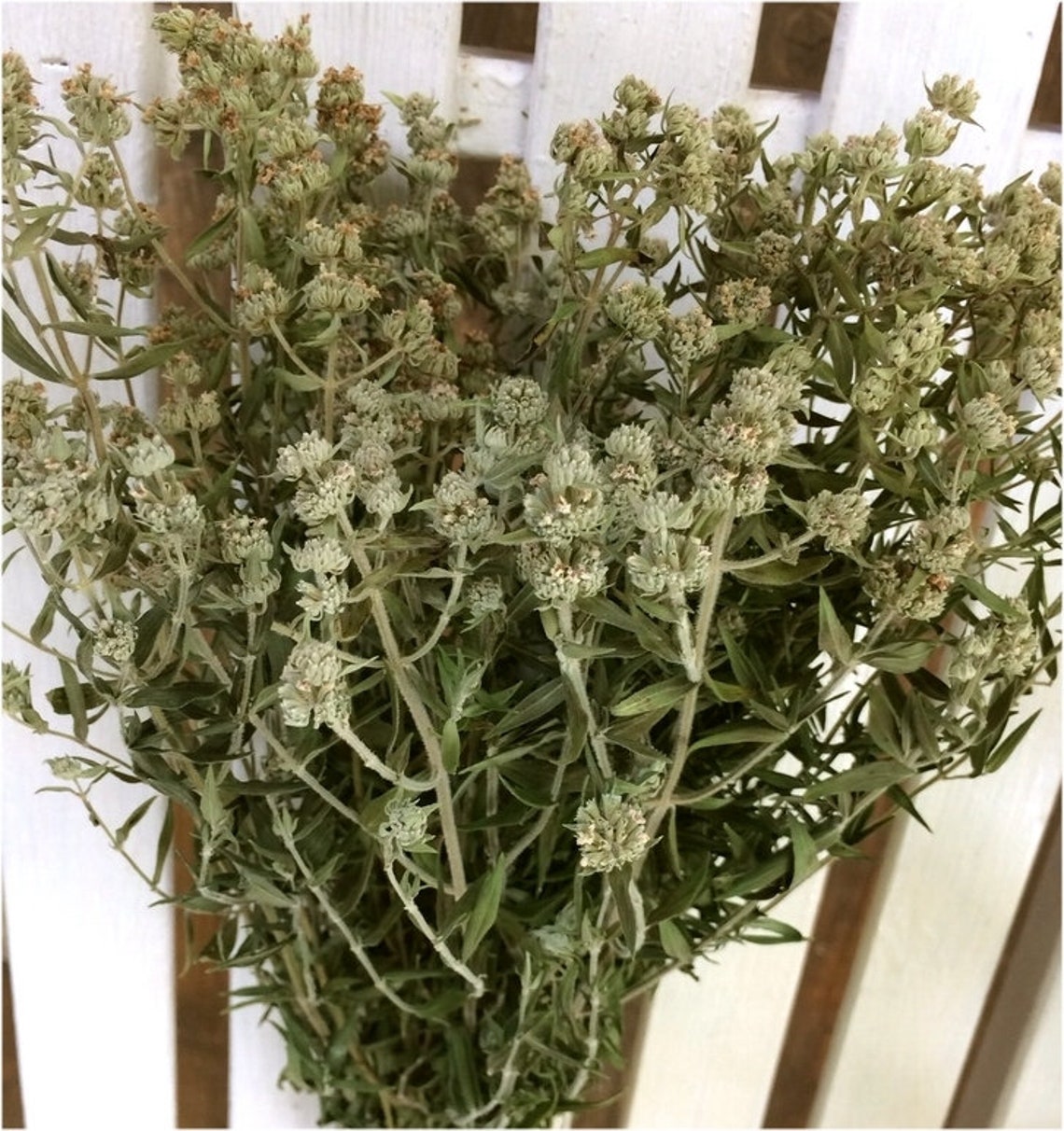 Dried Flowers FRAGRANT Natural Dried Gray Green MOUNTAIN Etsy