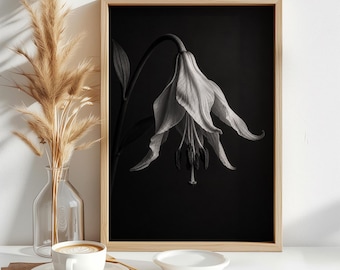 Puede incluir: Una impresión de arte mural enmarcada que presenta una ilustración botánica en blanco y negro de una sola flor de lirio caída sobre un fondo negro sólido. El marco rectangular está hecho de madera clara, lo que proporciona un contraste con la obra.