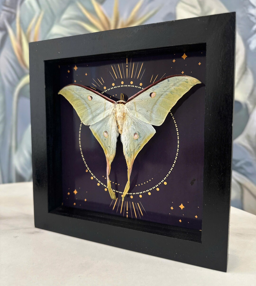 Real Luna Moth Framed – Real Moth in Gothic Frame | Halloween Taxidermy ...