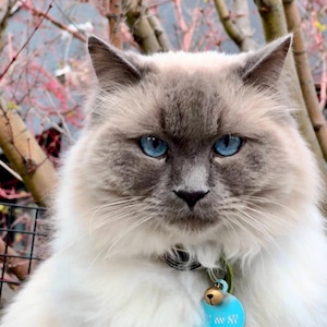 Descarga digital: Gato Ragdoll, Arte mural imprimible, Retrato de gatito, Decoración de habitación infantil, Descarga instantánea en formato JPG