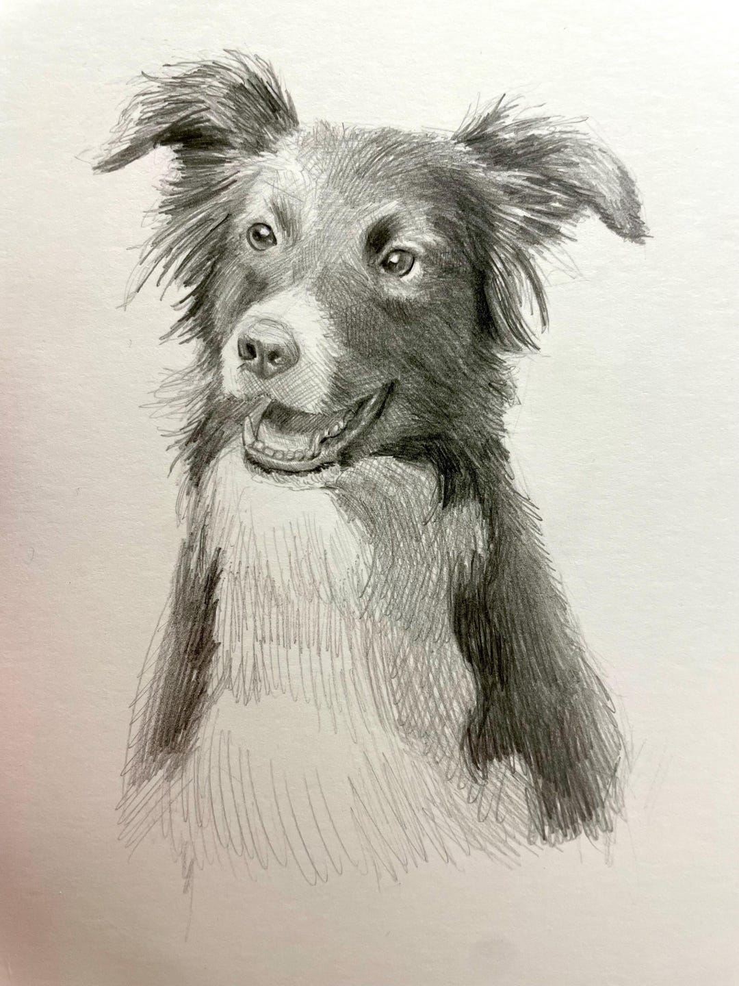 Custom Pet Portrait Drawing - Hand Drawn Graphite Sketch From Photo ...