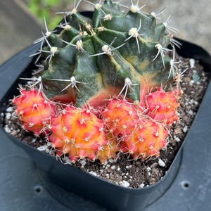 Gymnocalycium Mihanovichii Variegated - Large Mother Overloaded w/ Pups