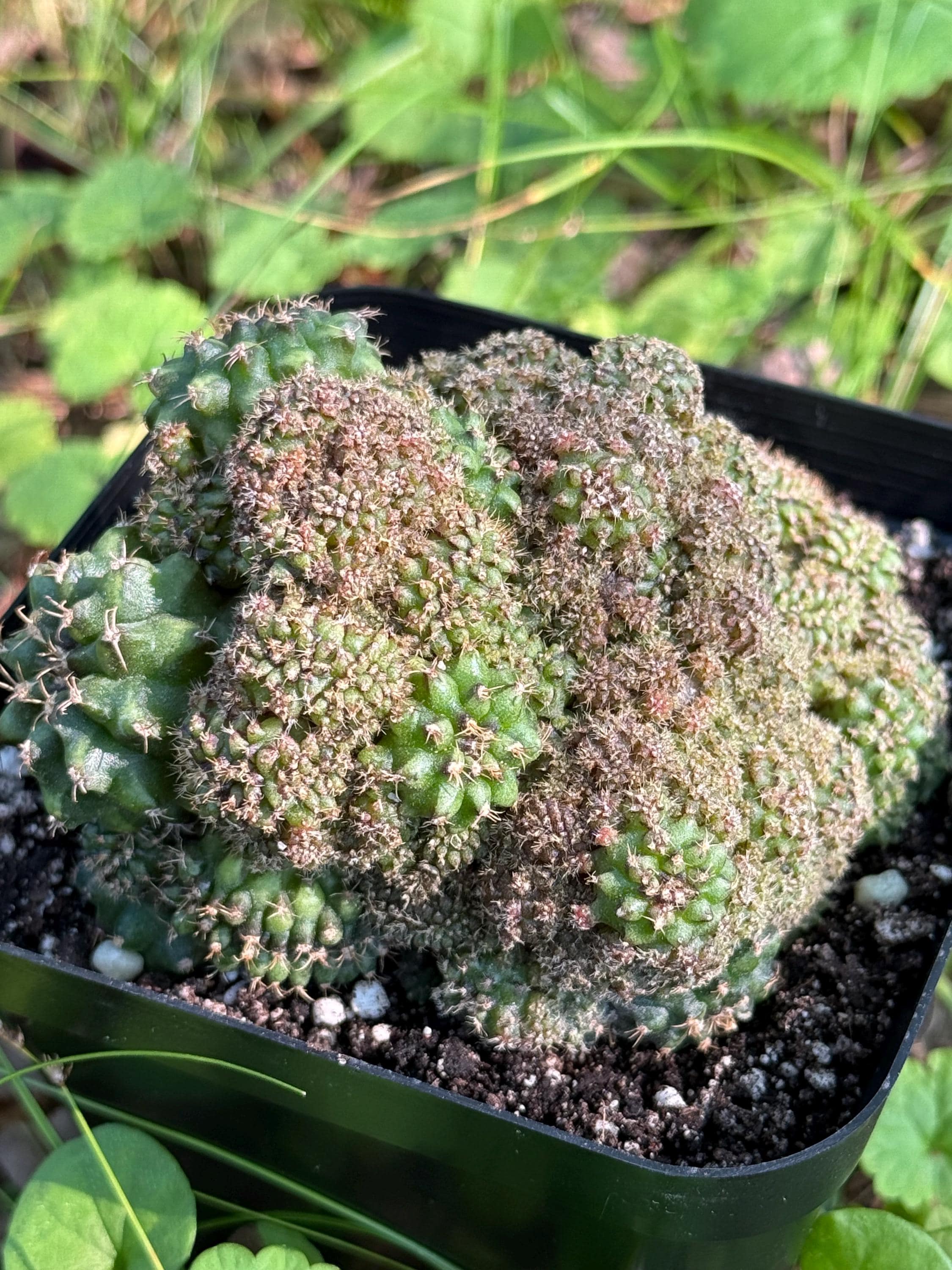 （ナッシーさま）ギムノカリキウム、苗フルセット　ブルチー、アンドレアエ、モスティ ナッシーさま）ギムノカリキウム、苗フルセット ブルチー、アンドレア