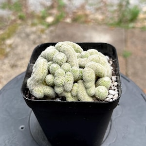 Mammilaria Perbella Cristata - Crested Brain Cactus