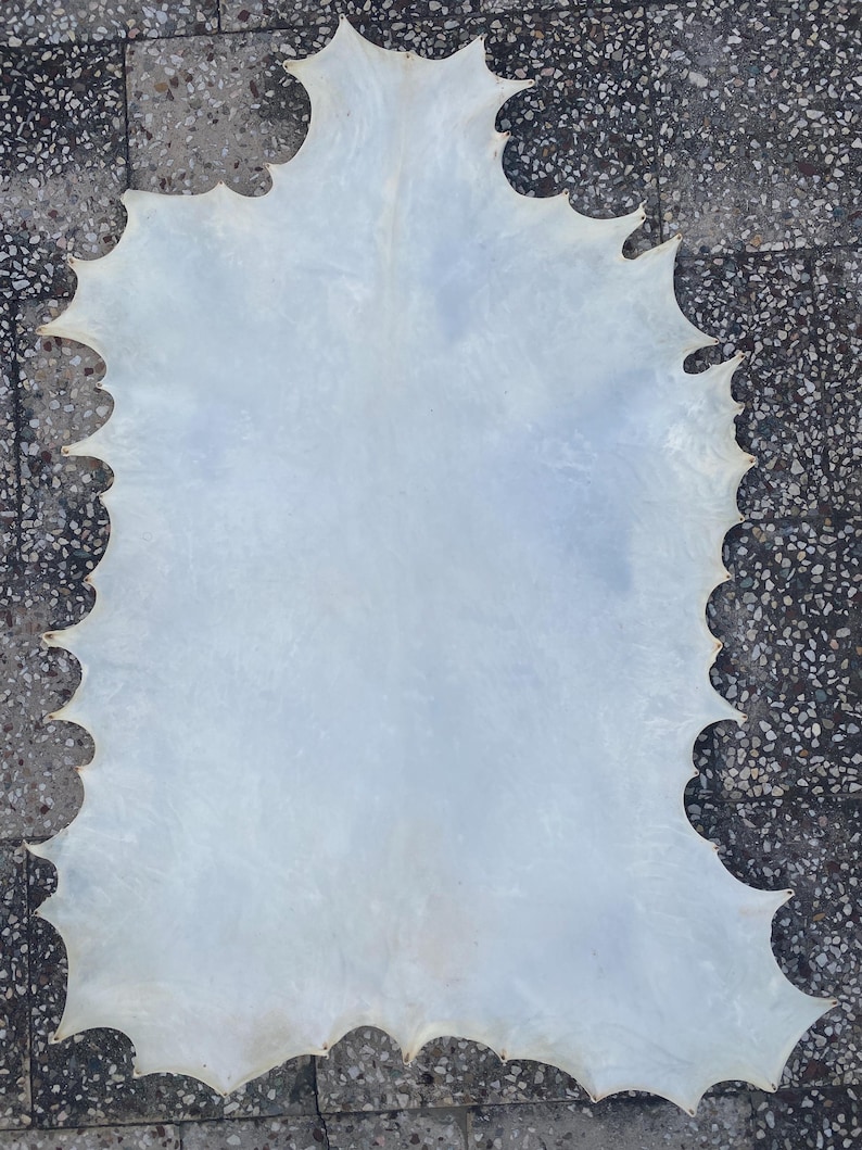 May include: A large, irregularly shaped piece of off-white leather with a scalloped edge. The leather has a smooth surface and a slightly translucent appearance, suggesting it may be thin and pliable. The overall shape is reminiscent of a large leaf or a stylized map.