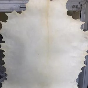 May include: A large, off-white leather hide with a scalloped edge is held up by a person's hand. The hide has a smooth surface and a natural, irregular shape. The color is a creamy, pale hue.