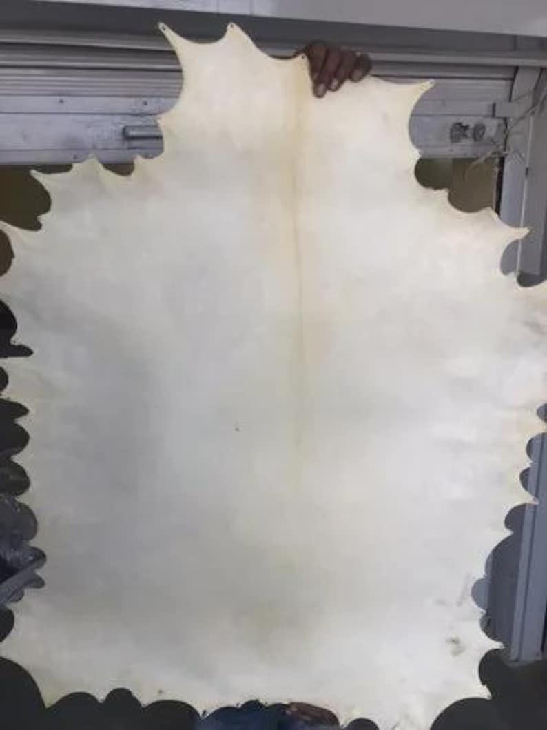 May include: A large, off-white leather hide with a scalloped edge is held up by a person's hand. The hide has a smooth surface and a natural, irregular shape. The color is a creamy, pale hue.