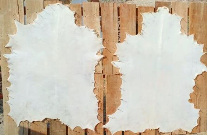 May include: Two white, irregularly shaped leather hides are displayed on a wooden surface. The hides are stretched and secured with small metal staples along the edges. The wooden surface has vertical planks.