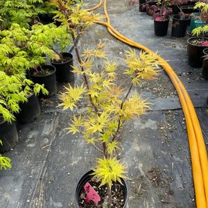 Acer palmatum Érable du Japon « Harusame » – Érable de pluie printanière Harusame au feuillage coloré de saison
