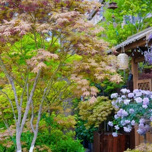Ariadne Japanese Maple Trees– Compact Tree with Red-Pink to Orange Seasonal Foliage, Ideal for Small Gardens or Shade Areas