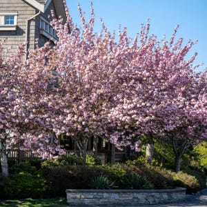 Tokyo Cherry Blossom Tree– Live Yoshino Tree with White-Pink Spring Flowers, Ornamental Garden or Patio Plant