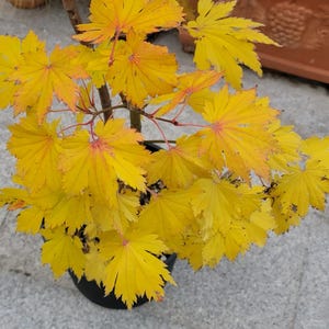 Otaki Japanese Maple Tree – Large Textured Leaves & Early Fall Colors, Perfect for Layered Gardens and Rock Landscapes