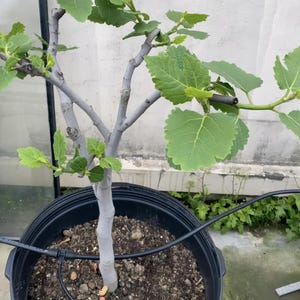 赤い矮性イチジクの木：フィカス・カリカ、コンパクトな盆栽品種、生きた植物