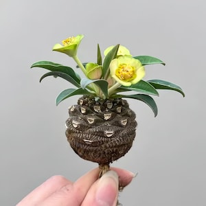 Euphorbia bupleurifolia Live Plant – Rare Medusa’s Head Succulent, Exotic Caudex Plant for Collectors