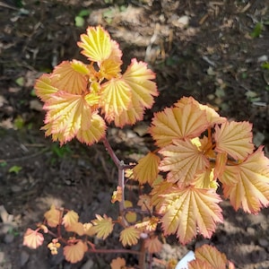 Acer circinatum ‘Sunny Sister’ – Rare Japanese Maple with Yellow-Green Spring Leaves & Orange-Red Fall Color, Bonsai or Garden Tree
