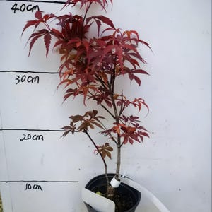 Acer palmatum ‘Shojoh nomura’ Japanese Maple – Brilliant Red-Purple Spring Foliage, Stunning Fall Color, Perfect for Bonsai & Gardens