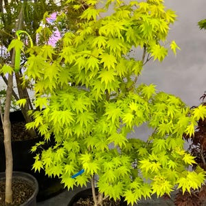 Cascade Gold Japanese Maple – Weeping Form with Golden Foliage, Hardy Ornamental Tree for Patio or Garden Display