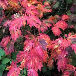 Acer japonicum ‘Aconitifolium’ Maple – Dancing Peacock Japanese Maple with Spectacular Fall Foliage