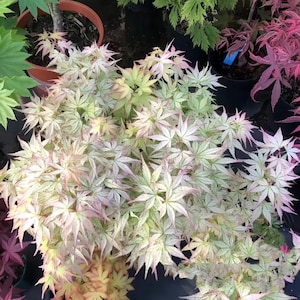 Peve Multicolor Japanese Maple Tree – Compact Variegated Maple with Pink, White & Green Foliage for Shade Gardens