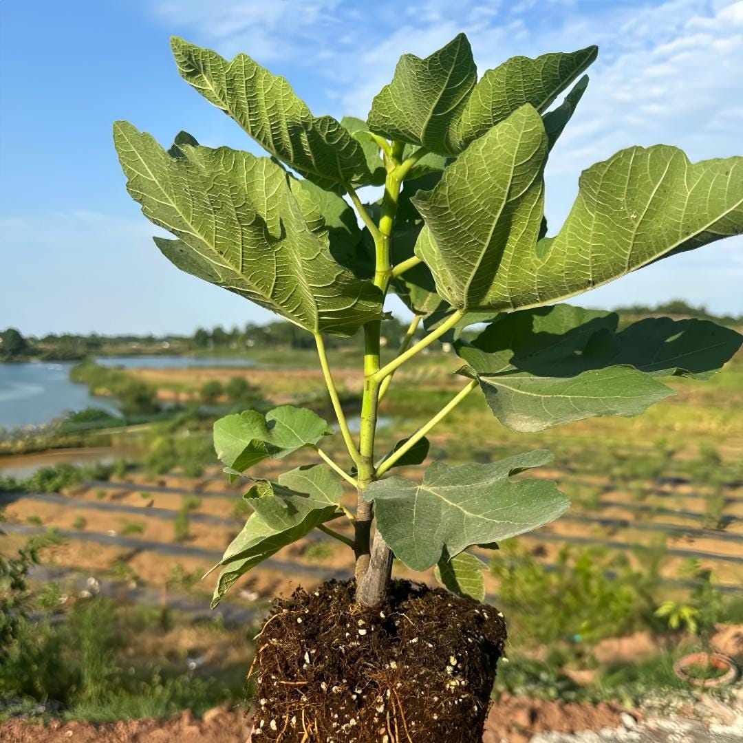 Brunswick Fig Tree: Cold-hardy, Dual-season Fruit Tree,live Plant - Etsy