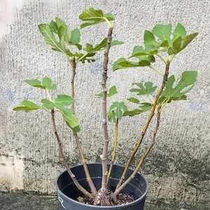 ポンテ・トレーザ・イチジクの木：甘い種なし果実、育てやすい、生きた植物、