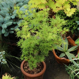 Emerald Lace Japanese Maple – Acer palmatum ‘Emerald Lace’ Ornamental Feather-Leaf Maple with Vibrant Seasonal Color