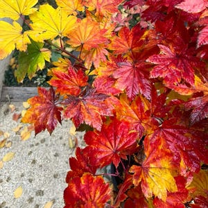Acer japonicum ‘Vitifolium’ – Grape-Leaf Japanese Maple with Golden, Red & Purple Fall Colors | Rare Ornamental Tree for Landscape or Patio