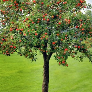 Honeycrisp Apple Trees – Sweet Organic Apples from Your Backyard | Live Grafted Fruit Tree | Easy to Grow for Garden or Patio