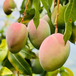 Australian Mango Trees – Sweet Tropical Fruit Tree for Home Garden or Patio | Grafted Live Plant | Easy to Grow