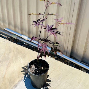 Emperor One Japanese Maple Tree – Fast-Growing, Red Foliage, Cold-Hardy, Ideal for Landscapes & Fall Color