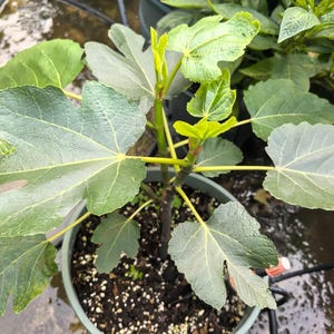 レバノン産黒イチジクの木 – 赤い果肉、甘い風味、そして特徴的な皮の割れ目を持つ黒紫色のイチジク