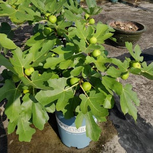 Stella Fig Tree – Cold-Hardy, Split-Resistant Variety with Sweet Red Flesh and High Yield