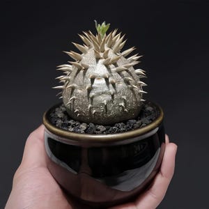 Pachypodium brevicaule xdensiflorum – Rare Fat Caudex Plant with Spikes, Indoor Collectible Succulent