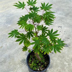 Discover Acer palmatum ‘Camhoult’ – a compact Japanese maple tree with light green cup-shaped leaves and brilliant yellow-red fall foliage.