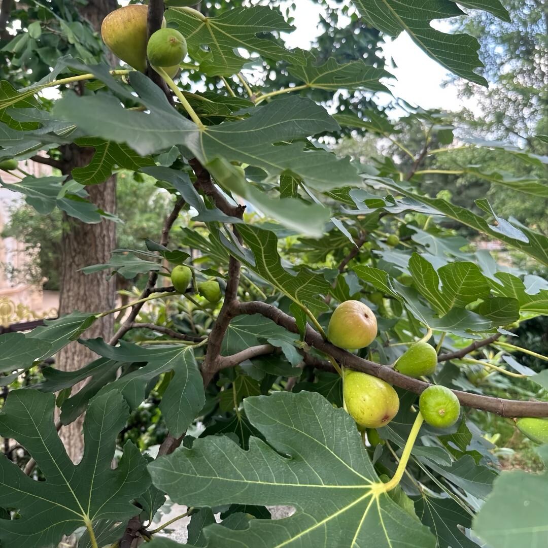 Brunswick Fig Tree – Cold-hardy, Sweet Dual-season Figs for Fresh ...