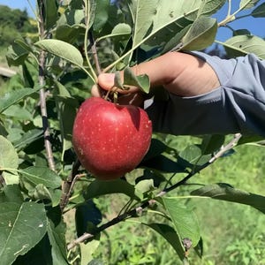 Apple Tree – Organic, Grafted Fruit Tree for Backyard | Sweet Apples | Easy to Grow