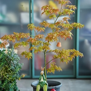 Pêche et érable japonais crème - Acer palmatum panaché rare, magnifique feuillage de saison pour jardin ou bonsaï