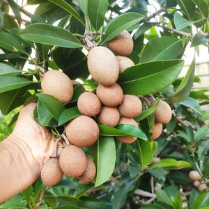 Sapodilla Tree Live Plant – Tropical Fruit Tree with Sweet Pear Flavor & Glossy Evergreen Leaves