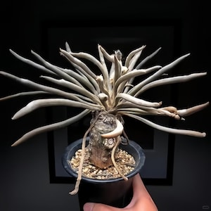 Medusa Root Cactus (Astrophytum caput-medusae) – Rare Caudex Succulent with Yellow Flowers